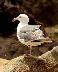 Western United States Seagull