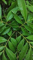 Longan plant leaves exposed to morning dew drops