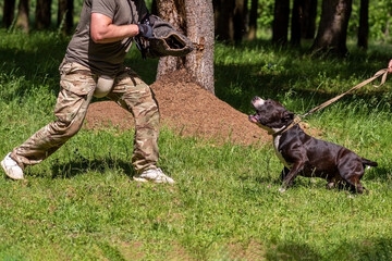 A pit bull attacks a cynologist during aggression training.