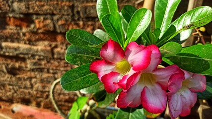 Pink and white flowers are blooming in the morning