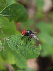 Macro shot. Close up of green fly on nature background