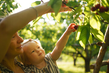 A little girl reaches for cherries on a tree. Mother helps cute child learn the world. Mom and daughter are harvesting cherries in the garden