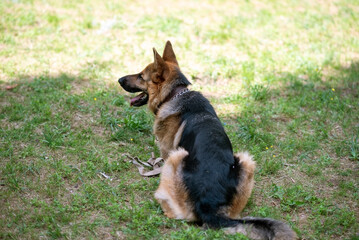 Beautiful German Shepherd in the park for a walk.