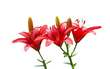 Red Lily Flowers on White Background