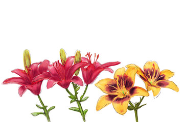 Lily Flowers watercolor illustration on white background