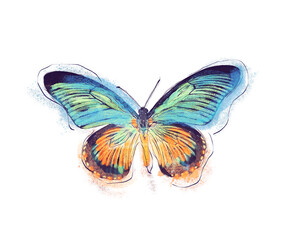 Watercolor Digital Painting of Tropical Butterfly on White