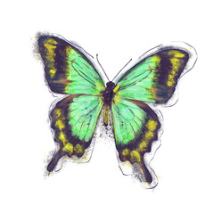 Watercolor Digital Painting of Tropical Butterfly on White