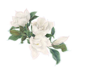 Magnolia Flowers  on White Background. Watercolor .