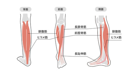 ふくらはぎやすねの筋肉と骨のイラストと名称