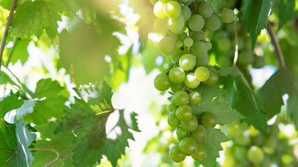 Single bunch of green grapes on vine © busra