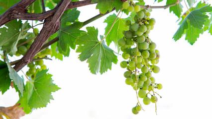 Single bunch of green grapes on vine