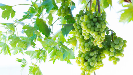 Single bunch of green grapes on vine