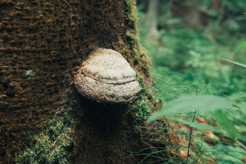 Tea mushroom