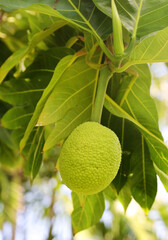 breadfruit 