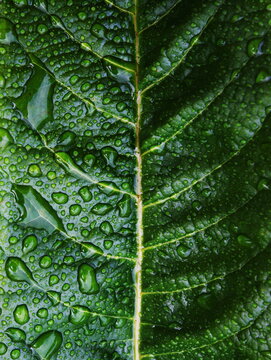 Rain droplets on the Loquat tree leaf