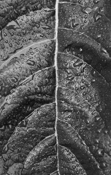 Rain droplets on the Loquat tree leaf
