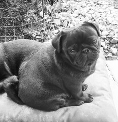 pug on the floor
