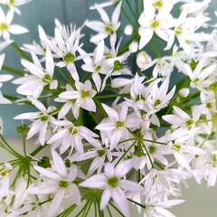 un bouquet de fleurs d'ail sauvage