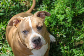 american staffordshire terrier