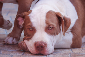 close up of a dog face