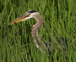 Blue Heron with trophy fish in his beak Pic#26