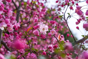 きれいに咲き始めたハナカイドウの花