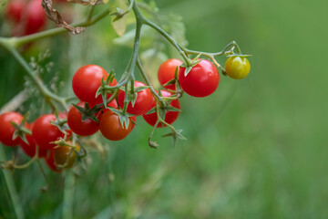 Tomato, branch with tomatoes. Ripening crop of tomatoes. Green tomatoes in a greenhouse