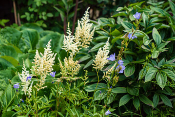 white astilbe in the garden