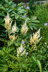 white astilbe in the garden