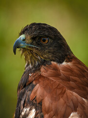 Close up of a hawk