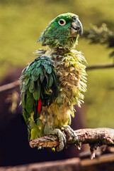 Cute Green Parrot close up