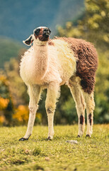 Cute Peruvian alpaca in the mountains area, Cusco Province, Peru