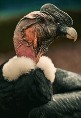 Close up of a vulture head