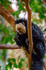 Fototapeta premium White faced saki monkey close up 