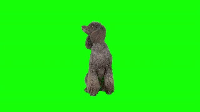 4k Standard Poodle on green screen isolated with chroma key. Dog sits down and starts looking around
