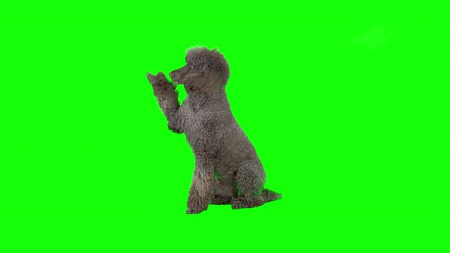 4K Standard Poodle on green screen isolated with chroma key, real shot. Dog slowly walking across the frame from right to left, stops sits down raises up his paw and runs away