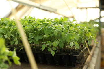 Many green tomato plants in seedling tray on table
