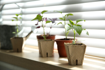 Window sill with young vegetable seedlings indoors