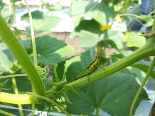 Green grasshopper perched on the stem of a cucumber plant