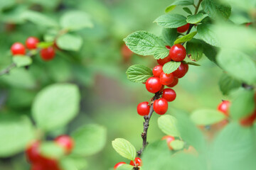 ユスラウメの赤い実　Prunus tomentosa