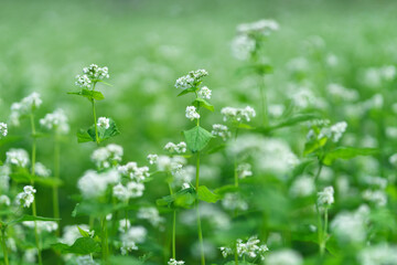 蕎麦の花　Fagopyrum esculentum