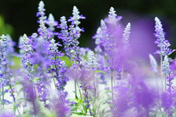 セージ　Salvia officinalis