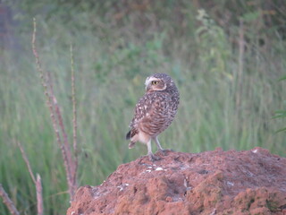 Coruja virando o pescoço