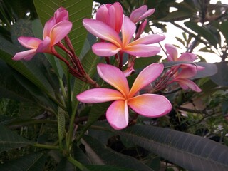 Pink frangipani flowers accompanied by yellowish-orange are blooming in the yard