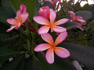 Pink frangipani flowers accompanied by yellowish-orange are blooming in the yard