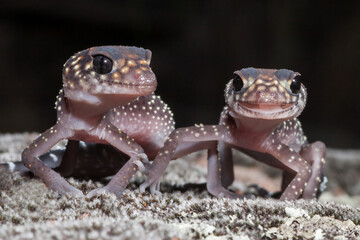 Close up of Australian Thick-tailed Gecko's