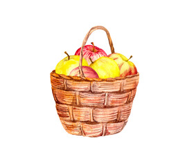 Apple fruits in basket. Watercolor illustration about summer, autumn harvest