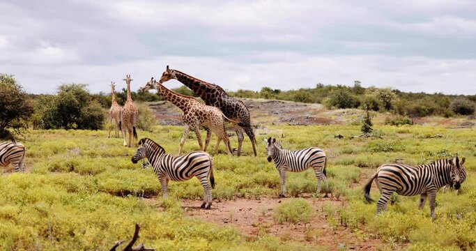 Diverse group of Zebras, Giraffe, impala and baboons. Serengeti, Tanzania Africa