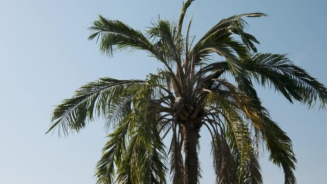 Jeriva palm tree with dry foliage due to winter with warming climate changes