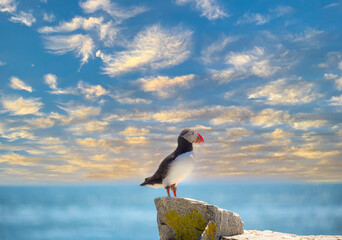 Puffin bird on a rock ledge on the ocean . USA. Maine

